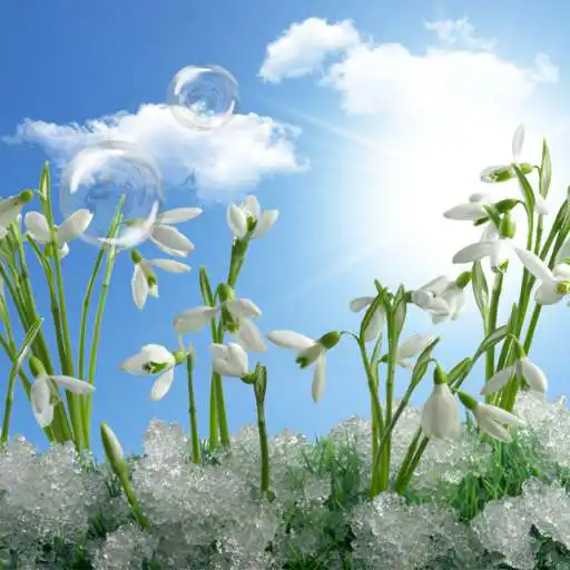 Play Snowdrops Live Wallpaper HD APK Play Snowdrops Live Wallpaper HD APK