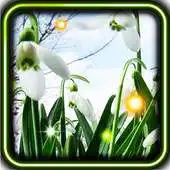 Free play online Snowdrop Spring live wallpaper APK Free play online Snowdrop Spring live wallpaper APK