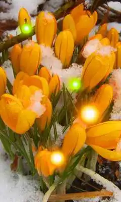 Play Snowdrop Spring live wallpaper