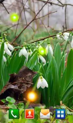 Play Snowdrop Spring live wallpaper