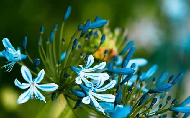 Play Snowdrop Spring live wallpaper