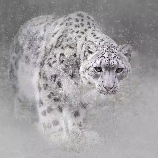 Run free android online Snow Leopard Hd Wallpaper APK