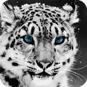 Free play online Snow Leopard Pack 2 Wallpaper APK Free play online Snow Leopard Pack 2 Wallpaper APK
