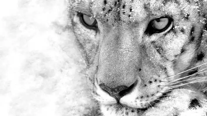 Play Snow Leopard Pack 2 Wallpaper