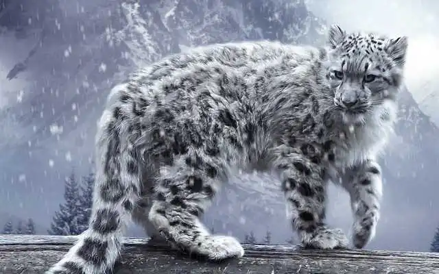 Play Snow Leopard Pack 2 Wallpaper