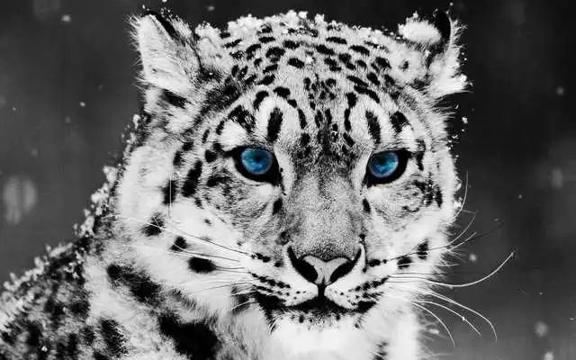 Play Snow Leopard Pack 2 Wallpaper