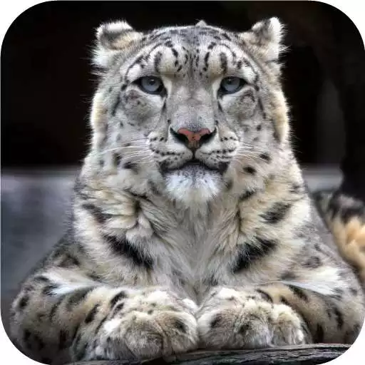 Play Snow Leopard Wallpaper APK