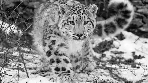 Play Snow Leopard Wallpaper  and enjoy Snow Leopard Wallpaper with UptoPlay