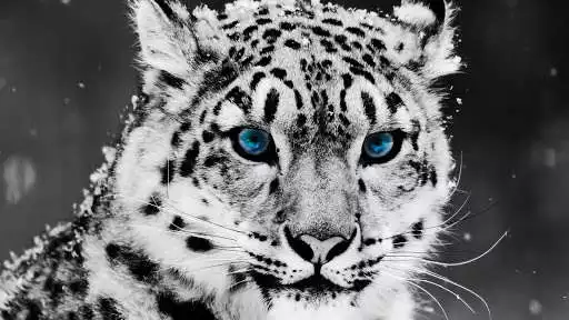 Play Snow Leopard Wallpaper as an online game Snow Leopard Wallpaper with UptoPlay