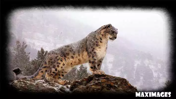 Play Snow Leopard Wallpaper