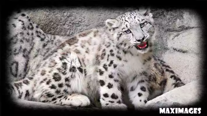 Play Snow Leopard Wallpaper