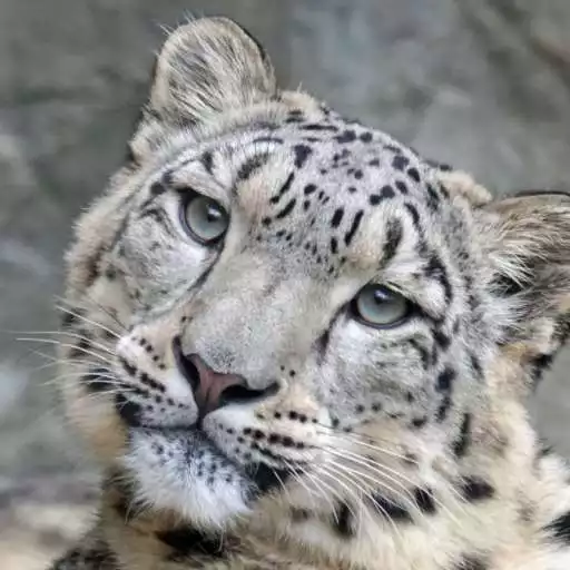 Free play online Snow Leopard Wallpapers APK
