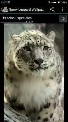 Play Snow Leopard Wallpapers