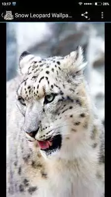 Play Snow Leopard Wallpapers