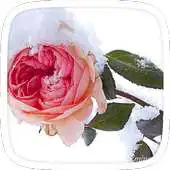 Free play online Snow Rose Theme APK