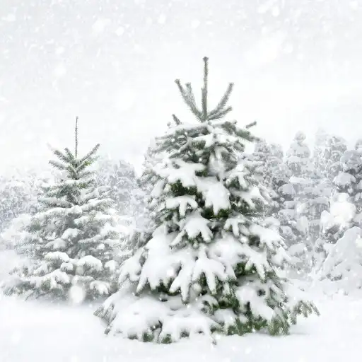Free play online Snow Sounds APK Free play online Snow Sounds APK