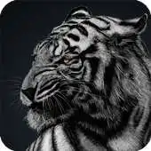 Free play online Snow Tiger Wallpaper APK Free play online Snow Tiger Wallpaper APK