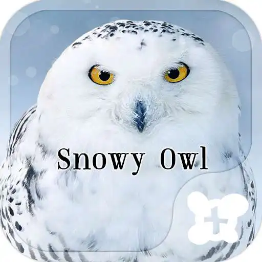 Run free android online Snowy Owl wallpaper APK