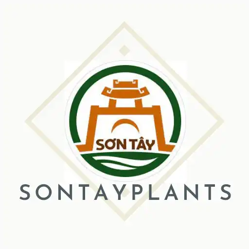 Play Sơn Tây Plants APK Play Sơn Tây Plants APK