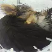 Free play online Snuggling Puppies Wallpapers APK