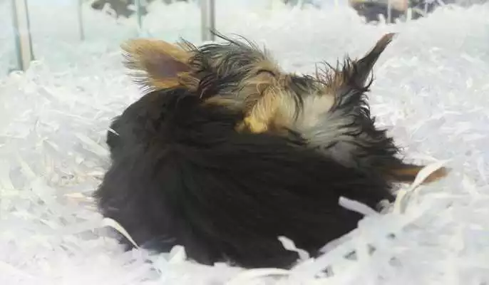 Play Snuggling Puppies Wallpapers Play Snuggling Puppies Wallpapers