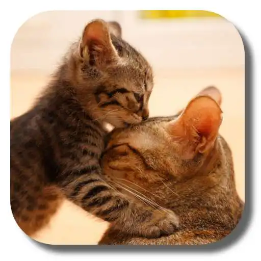 Play So Cute Cat Live Wallpaper APK