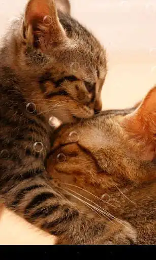 Play So Cute Cat Live Wallpaper  and enjoy So Cute Cat Live Wallpaper with UptoPlay