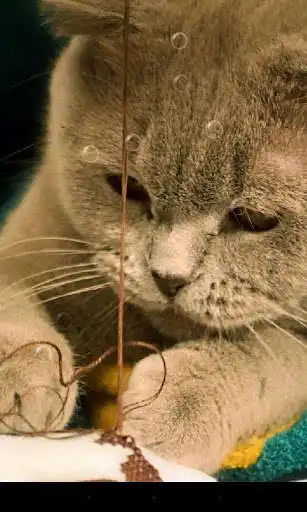 Play So Cute Cat Live Wallpaper as an online game So Cute Cat Live Wallpaper with UptoPlay