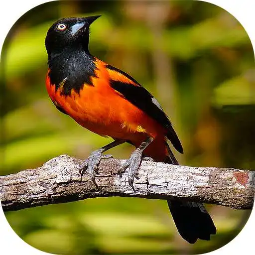 Play Sofreu - Canto APK Play Sofreu - Canto APK