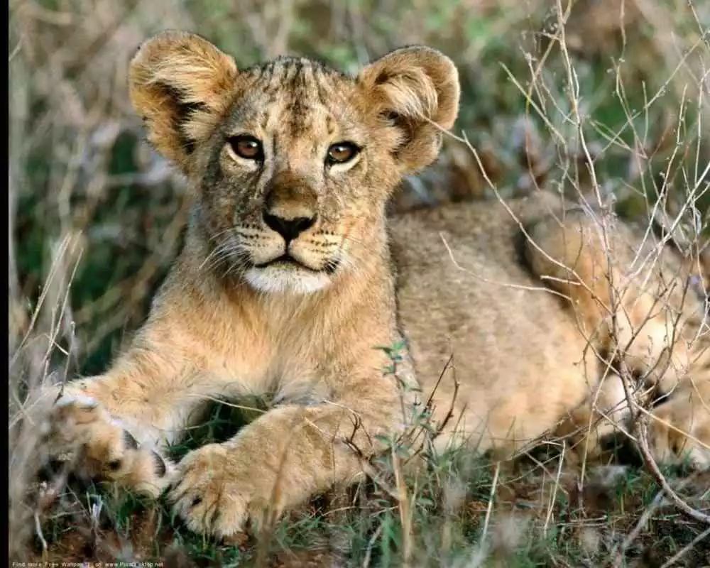 Play Somalia Jigsaw Puzzles