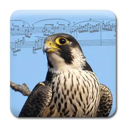 Free play online Song of the Birds + Ringtones APK Free play online Song of the Birds + Ringtones APK