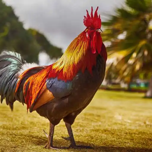 Play Sonidos de Gallos APK
