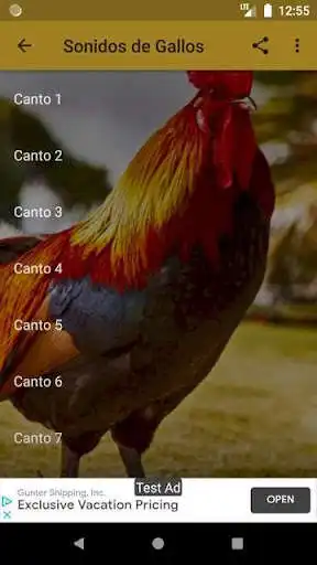 Play Sonidos de Gallos as an online game Sonidos de Gallos with UptoPlay