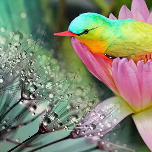 Play Sonidos De La Naturaleza Relajacion Sonidos Gratis APK