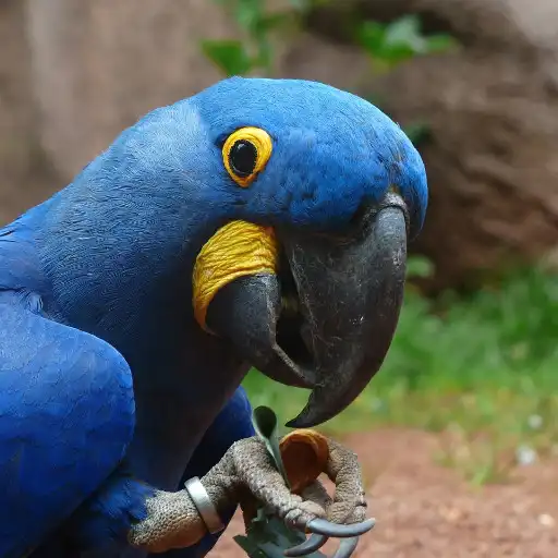 Play Sonidos de loros APK Play Sonidos de loros APK