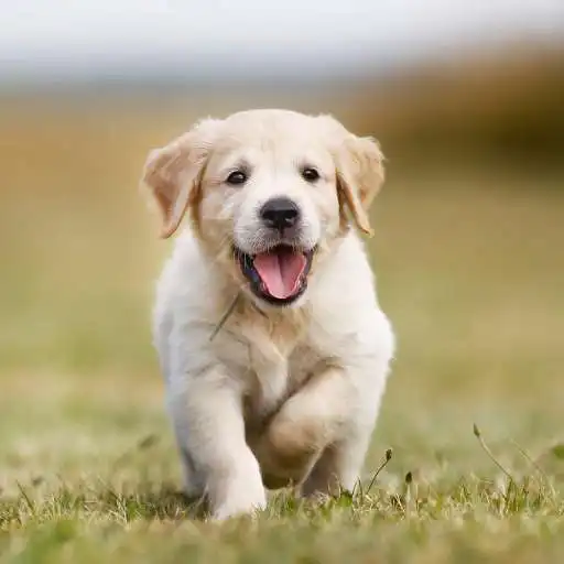 Play Sonidos de perros APK