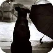 Free play online So sad. Depression wallpapers APK