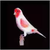 Free play online sound canary APK Free play online sound canary APK