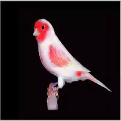 Play sound canary