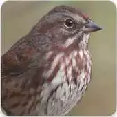 Free play online Sound Of Sparrow : Sparrow Sound and Sparrow Song APK