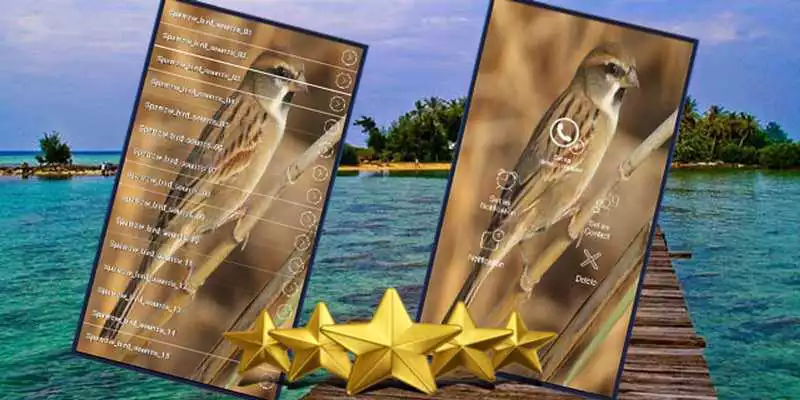 Play Sound Of Sparrow : Sparrow Sound and Sparrow Song