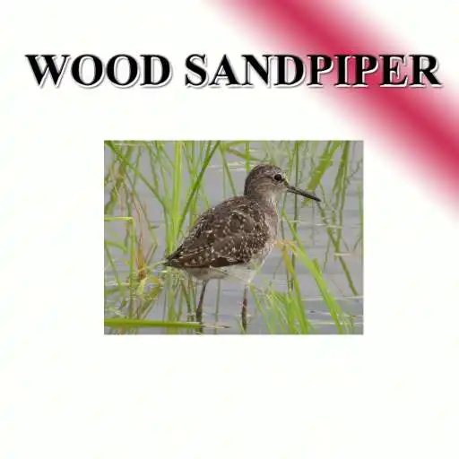 Free play online Sound per bird, freshwater lane APK