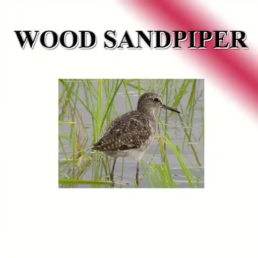 Play Sound per bird, freshwater lane Play Sound per bird, freshwater lane