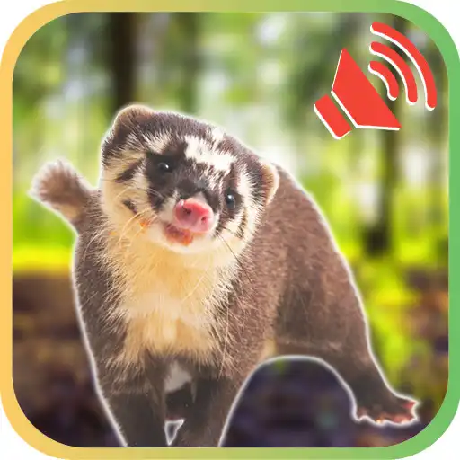 Play Sounds for Badger Animal APK