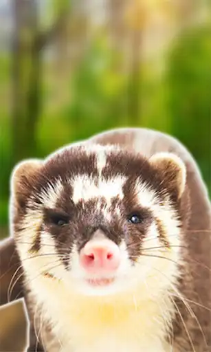 Play Sounds for Badger Animal  and enjoy Sounds for Badger Animal with UptoPlay