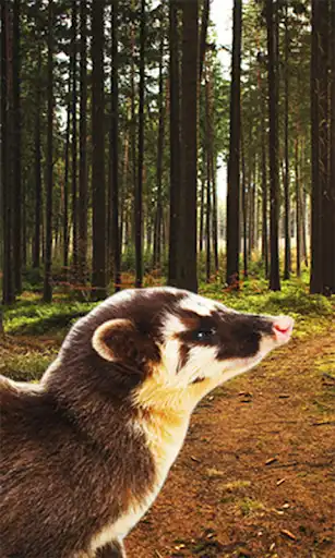 Play Sounds for Badger Animal as an online game Sounds for Badger Animal with UptoPlay