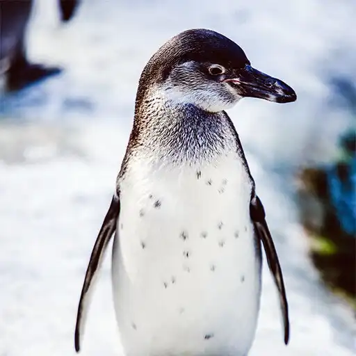 Play Sounds penguin APK