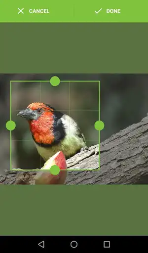 Play South African Bird Identifier as an online game online South African Bird Identifier with UptoPlay e.rsa.natureai Play South African Bird Identifier as an online game South African Bird Identifier with UptoPlay