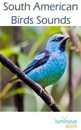 Play APK South American Birds Free  and enjoy South American Birds Free with UptoPlay com.luminousapps.southamericanbirdssounds