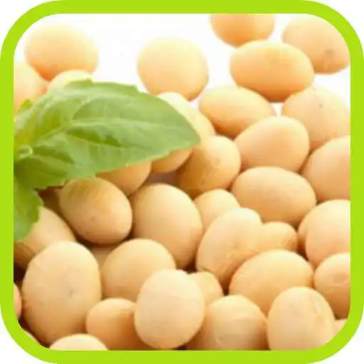 Play APK Soybean Cultivation  and enjoy Soybean Cultivation with UptoPlay com.serangga.budidayatanamankedelai